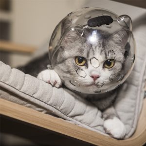 New Cat Space Head Cover Adjustable Kitten Helmet Prevent From Cats Biting Chewing Grooming Breathable Cat Hood - Image 6