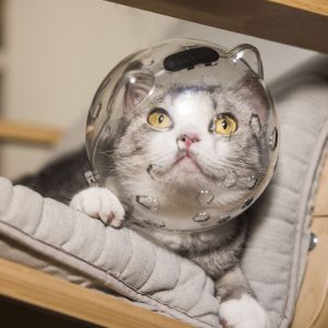 New Cat Space Head Cover Adjustable Kitten Helmet Prevent From Cats Biting Chewing Grooming Breathable Cat Hood - Image 4