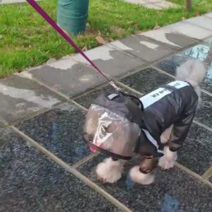 In Stock Wholesale Upgraded Transparent Reflective Waterproof Dog Clothes Small Pet Clothes Hoodie Pit Bull Dog Rain Coats - Image 3